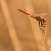 Red dragonfly on the lookout by Bas Ronteltap