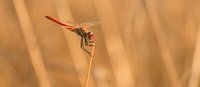 Rote Libelle im Abendlicht von Bas Ronteltap Miniaturansicht