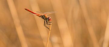 Red dragonfly on the lookout