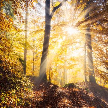 Lever du jour dans la forêt d'automne sur Daniela Beyer