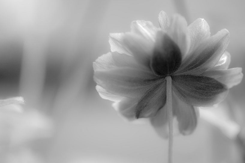 backwards by Tania Perneel