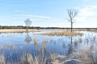 Weerspiegeling in het ven op de Malpieheide valkenswaard