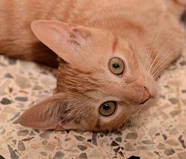 Hangover George in Curaçao by Karel Frielink