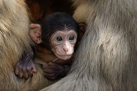 Baby Barbary macaque