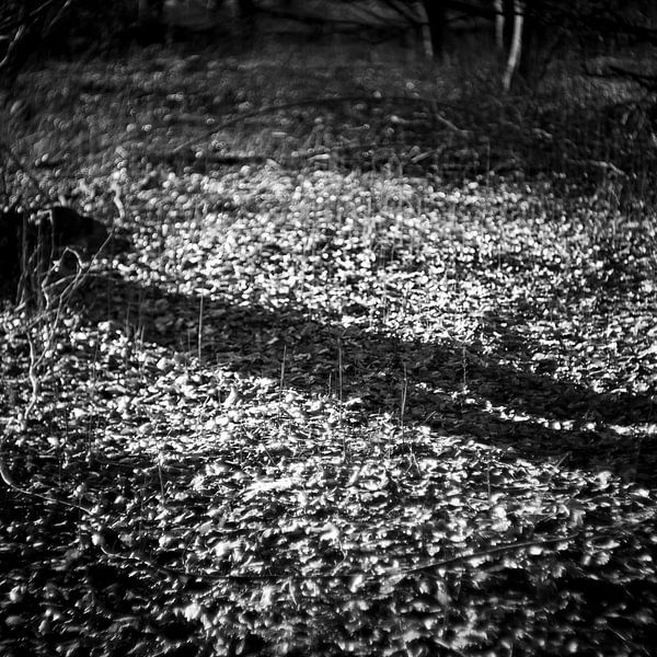 Le mystère de la forêt en hiver par Rene  den Engelsman