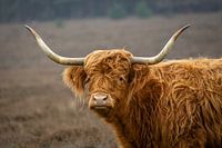 A Scottish highlander on Bussemer heathland