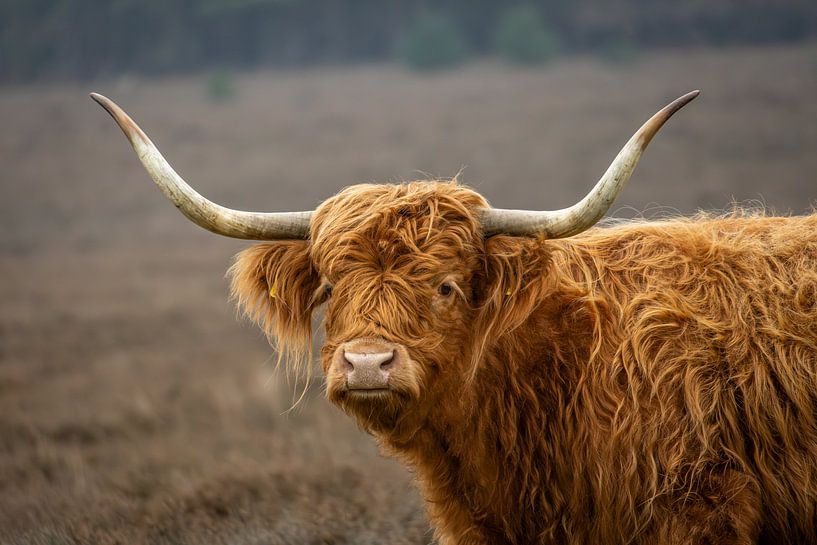Ein schottischer Highlander auf der Bussemer Heide von Joost Potma