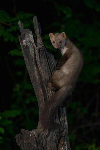 stone marten by Andy van der Steen - Fotografie