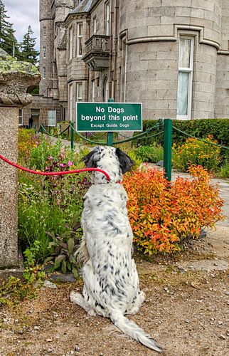 Chien obéissant