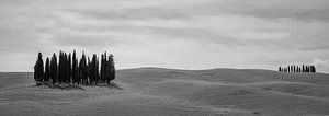 Monochrome Toskana im Format 6x17, Cipressi di San Quirico d'Orcia