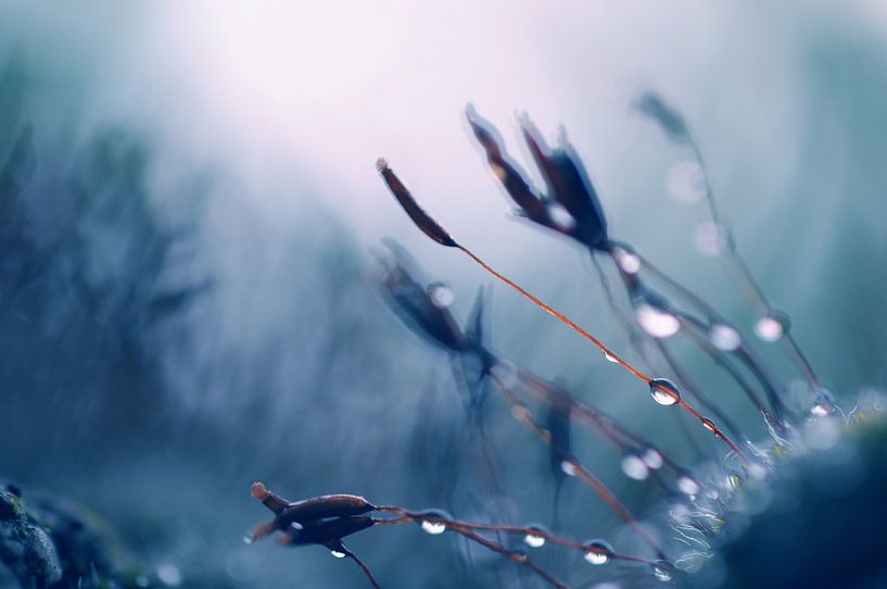 Macro - To the light by Angelique Brunas