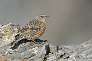 bird of the alps... Alpine Accentor *Prunella collaris*