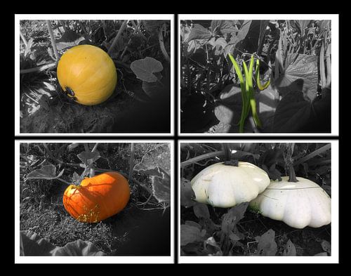 BIOlogische groenten