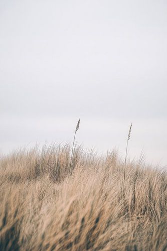 Rietlandschap