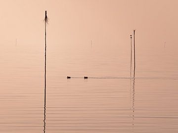Prikken van Orangefield-images