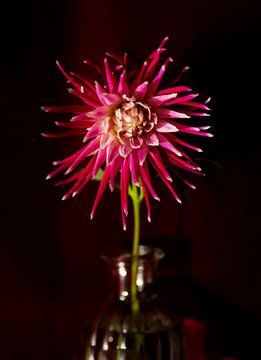 Dahlia Fucsia on vase by Henriette Tischler van Sleen