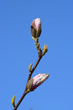 De Lente ontvouwt zich van Ingrid de Vos - Boom