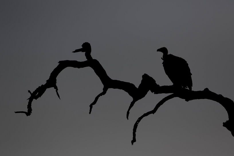 Geier Silhouetee von Angelika Stern