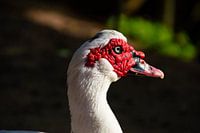 Der Kopf einer weißen Ente mit rotem Kopf