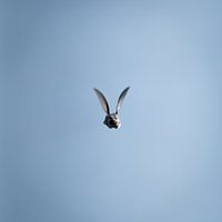 Colibri en vol