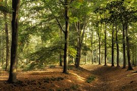 Behind the trees is the light. by Jos Erkamp