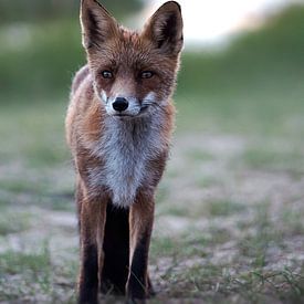 Fox by Birgitta Tuithof