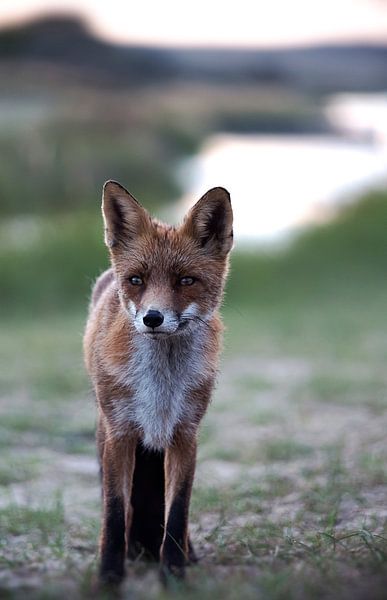 Fox by Birgitta Tuithof