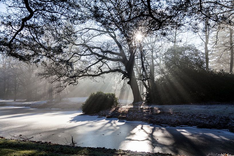 Zonnestralen door de bomen van Willy Sybesma