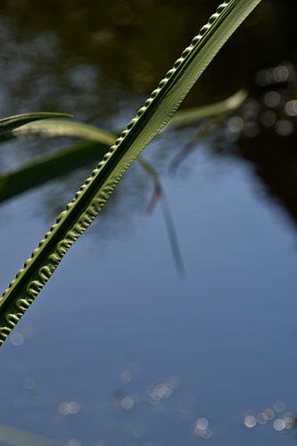Ribbed Sheet 2