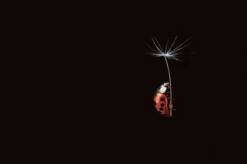 Lieveheersbeestje op Paardenbloemzaad tegen Zwarte Achtergrond - Herfst Kunstwerk vol Schoonheid