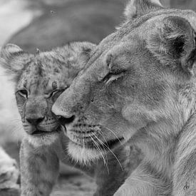 lion cub by Ed Dorrestein