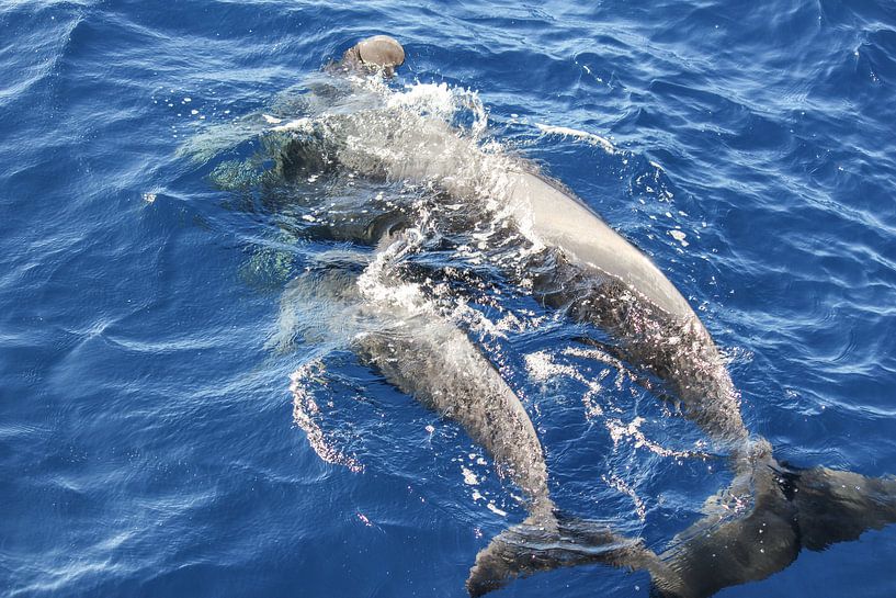 Baleines pilotes au large de Tenerife par Reiner Conrad