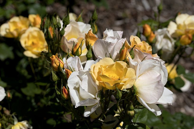 a cluster of white and yellow roses in a garden by W J Kok