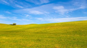 Groen gras met blauwe lucht