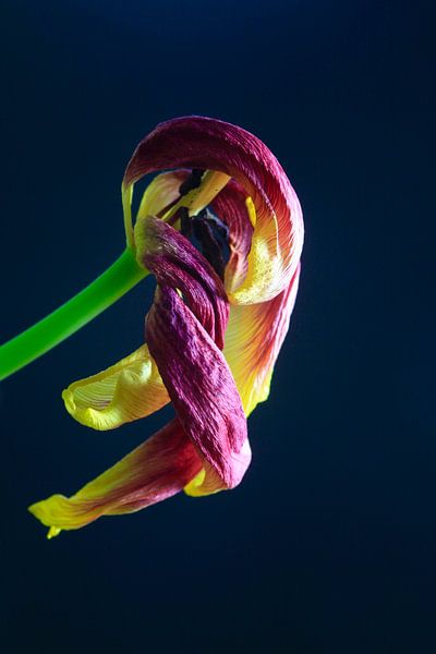 Ephemerality by Thomas Jäger