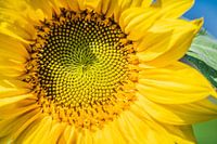 Zonnebloem
