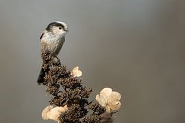 Schwanzmeise von Jerry Bouwmeester