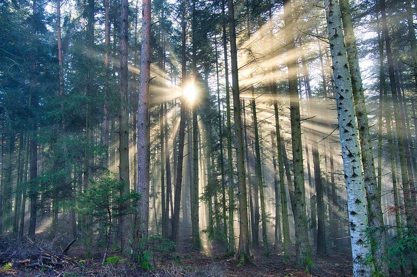 Light in the forest by Tanja Voigt