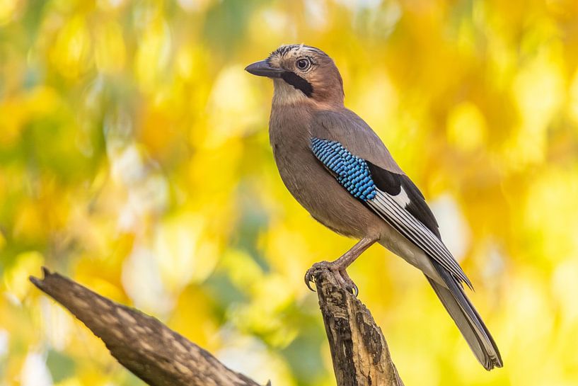 Jay (Garrulus glandarius) by Gert Hilbink