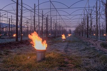 Fire pots cherry orchard