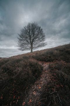 Baum auf der Heide von Thomas Kuipers