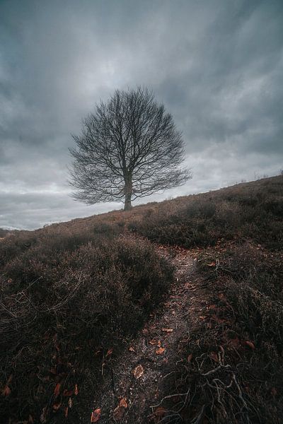 Tree on the Heath by Thomas Kuipers