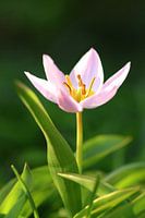 Tulip in the morning sun