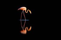 Flamingo met reflectie