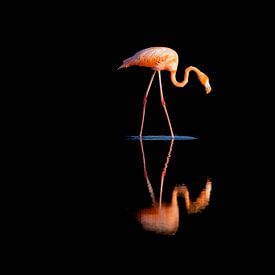 Flamingo mit Spiegelung von Andius Teijgeler