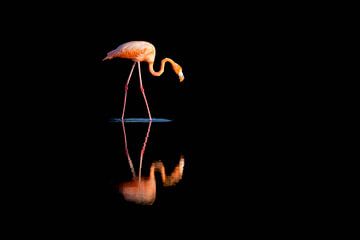 Flamingo met reflectie van Andius Teijgeler