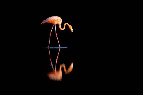 Flamingo met reflectie