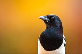 Portrait of a magpie