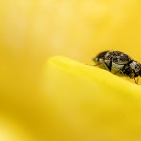 Carpet beetle on journey by Manon Moller Fotografie