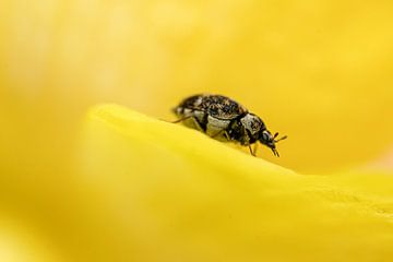 Tapijtkever op reis van Manon Moller Fotografie